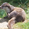Loutre d'Europe